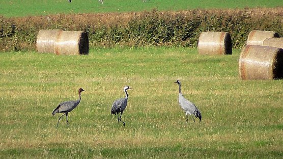 Unser Wetterbild kommt heute von Ulrich Reinboth der diesen Schnappschuss am Stausee Kelbra gemacht hat (Foto: Ulrich Reinboth)