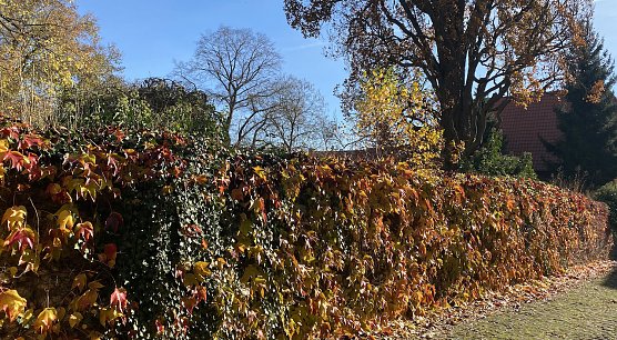 Herbstsonne auf bunten Bl&auml;ttern (Foto: oas)