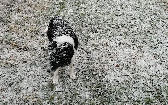 Die ersten Zeitgenossen haben schon sichtlich Spa&szlig; am Schnee (Foto: W.J&ouml;rgens)