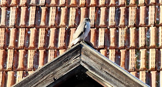 Wildvogel in der Stadt (Foto: Eva Maria Wiegand)