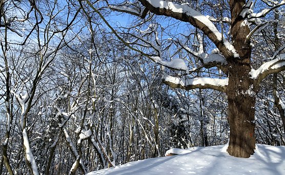 Die Aussichten f&uuml;r wei&szlig;e Weihnachten stehen in Th&uuml;ringen eher schlecht (Foto: oas)