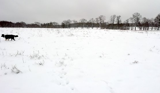 Im Oberharz sind heute -1 Grad, leichter Wind und etwa 10 cm Schnee. Zum Rodeln ausreichend.  (Foto: W.J&ouml;rgens)