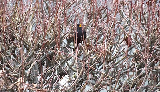 Singende Amsel im Februar (Foto: Eva Maria Wiegand)
