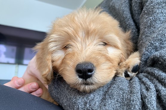 "Liebe dein Haustier Tag" immer am 20. Februar (Foto: nnz)