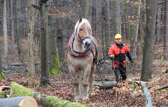 Die nachhaltige Holznutzung in heimischen W&auml;ldern ist Zukunftsvorsorge: Holzbau und Bio&ouml;konomie ben&ouml;tigen diesen Rohstoff (Foto: Th&uuml;ringenForst)
