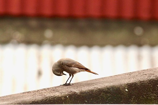 Hausrotschwanzweibchen (Foto: Eva Maria Wiegand)