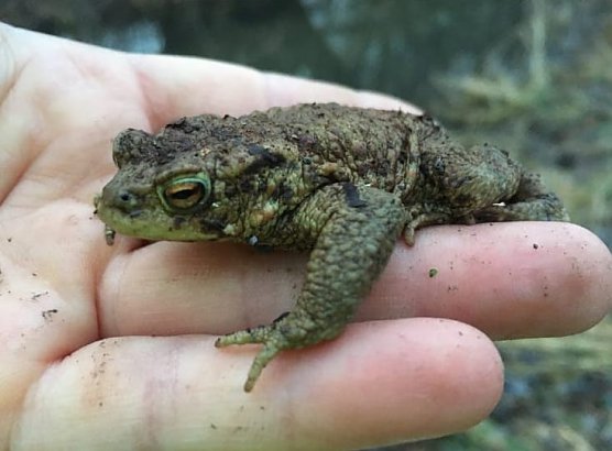 BUND unterst&uuml;tzte die Kr&ouml;tenwanderung (Foto: BUND)