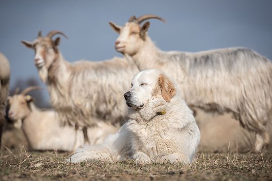 Herdenschutzhunde können helfen (Foto: Sebastian Hennigs) Herdenschutzhunde können helfen (Foto: Sebastian Hennigs)