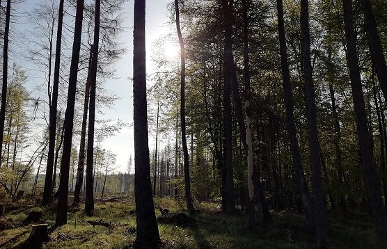 In Sophienhof waren es heute morgen 6 Grad, windstill und wolkenloser Himmel (Foto: W.Jörgens) In Sophienhof waren es heute morgen 6 Grad, windstill und wolkenloser Himmel (Foto: W.Jörgens)