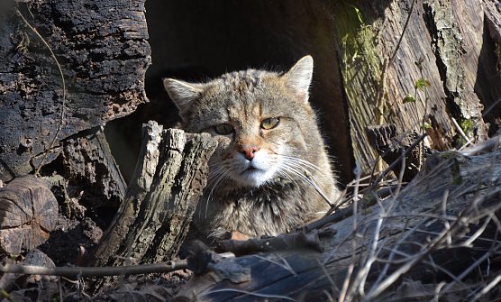 Auch Wildkater Carlo freut sich auf die Geburtstagsg&auml;ste (Foto: K.Vogel)