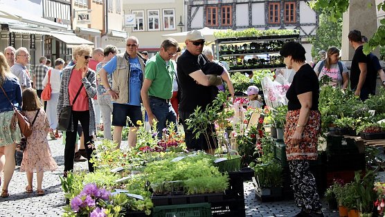 Dicht umlagerte Pflanzenst&auml;nde in der Innenstadt (Foto: Eva Maria Wiegand)
