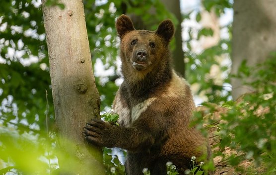 Auch die Bärenkinder wollen mitfeiern (Foto: Bärenpark Worbis) Auch die Bärenkinder wollen mitfeiern (Foto: Bärenpark Worbis)