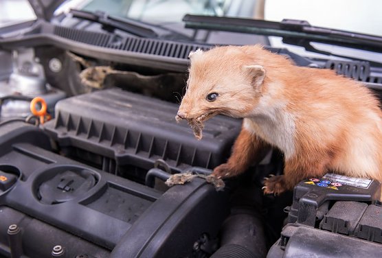 Immer wieder vergreifen sich Marder im Sommer an den Brems- oder K&uuml;hlwasserschl&auml;uchen ihres Autos. (Foto: HUK-COBURG )