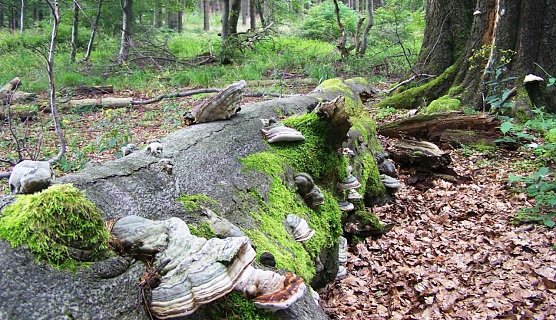 Mit stehendem und liegendem Totholz werden, neben vielen weiteren Ma&szlig;nahmen, nachhaltig und naturnah bewirtschaftete W&auml;lder &ouml;kologisch weiter aufgewertet. (Foto: Horst Spro&szlig;mann)