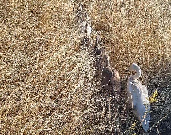 Diese Schwanenfamilie hatte heute Wandertag (Foto: Autobahnpolizei)