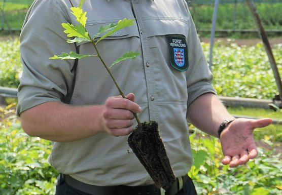 Praxisforschung bei Th&uuml;ringenForst: Forstkulturen sollen verst&auml;rkt mit wurzeloptimierten Pflanzen, wie hier eine Eichen-Containerpflanze, an die klimawandelbedingten D&uuml;rrephasen angepasst werden (Foto: Dr. Horst Spro&szlig;mann)