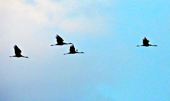 Die Kraniche sind wieder da (Foto: P.Blei) Die Kraniche sind wieder da (Foto: P.Blei)