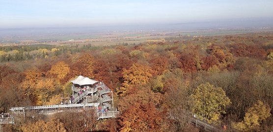 Auf dem Baumkronenpfad im Nationalpark Hainich (Foto: uhz-Archiv)