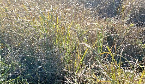 Wechselhaftes Herbstwetter hält an (Foto: oas) Wechselhaftes Herbstwetter hält an (Foto: oas)