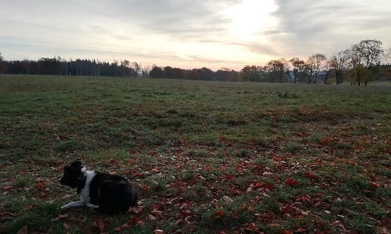 Heute Morgen in Sophienhof: 1 Grad, windstill, leichte Bew&ouml;lkung  (Foto: W.J&ouml;rgens)