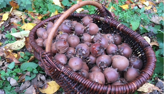 Mispel, Quitte und Co. im BUND-Garten (Foto: BUND Bad Langensalza) Mispel, Quitte und Co. im BUND-Garten (Foto: BUND Bad Langensalza)