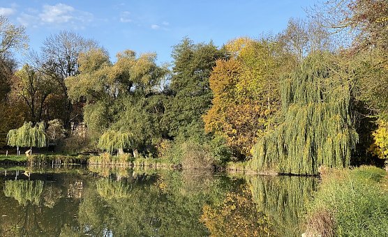 Ein goldener Herbst auch am Böhmenteich bei Bad Langensalza (Foto: oas) Ein goldener Herbst auch am Böhmenteich bei Bad Langensalza (Foto: oas)