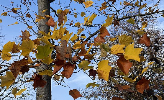 Es wird windig in den n&auml;chsten Tagen (Foto: oas)