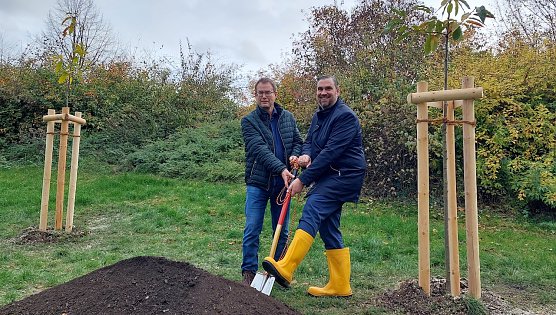 Am Rande der Parkanlage Alter Friedhof in M&uuml;hlhausen pflanzten Johannes Bruns und Alexander Heppe zwei Esskastanien.  (Foto: Stadt M&uuml;hlhausen)