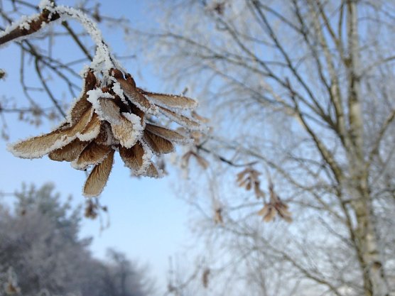 F&uuml;r den kommenden Winter rechnen Meteorologen mit milden Temperaturen (Foto: wirsinds)