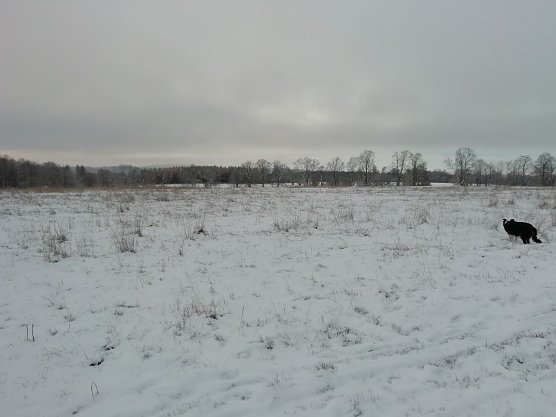 Minus 2 Grad, leichter Wind und gute 2 Zentimeter Schnee gab es heute morgen in Sophienhof (Foto: W. J&ouml;rgens)