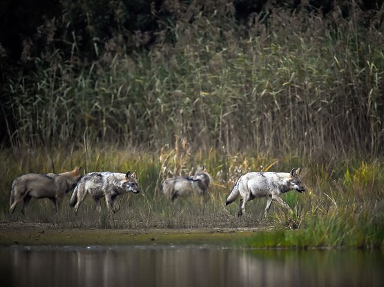 Wolfsrudel (Foto: Heiko Anders) Wolfsrudel (Foto: Heiko Anders)