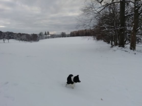 Wolkenverhangen, grau und frostig zeigte sich das Wetter heute morgen in Sophienhof (Foto: W. J&ouml;rgens)