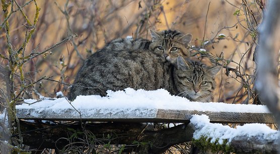 Neue Wildkatzen in H&uuml;tscheroda (Foto: Ingo Kuehl)