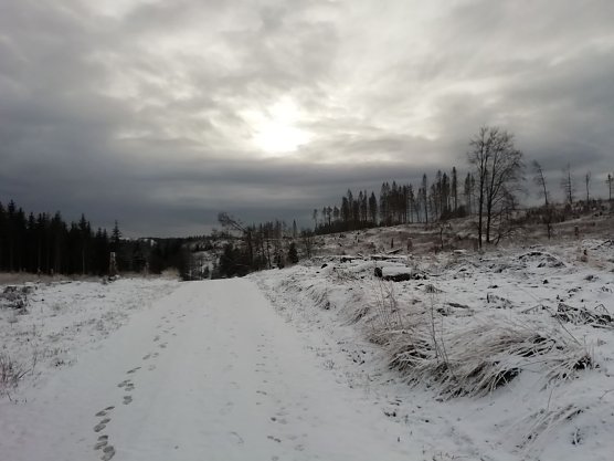Schneebedeckt und wolkenverhangen zeigt sich der Harz bei Sophienhof (Foto: W. J&ouml;rgens)