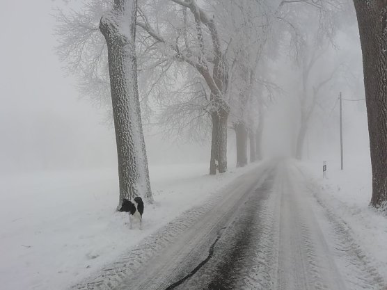 Weiß und grau zeigt sich der Harz bei Sophienhof (Foto: W. Jörgens) Weiß und grau zeigt sich der Harz bei Sophienhof (Foto: W. Jörgens)