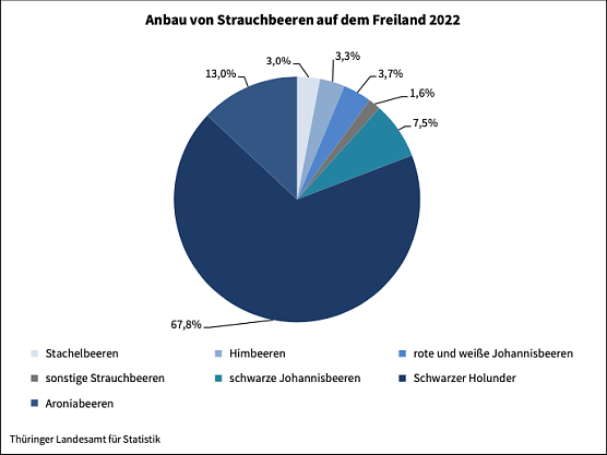 Anbau von Strauchbeeren auf dem Freiland (Foto: Landesamt für Statistik) Anbau von Strauchbeeren auf dem Freiland (Foto: Landesamt für Statistik)