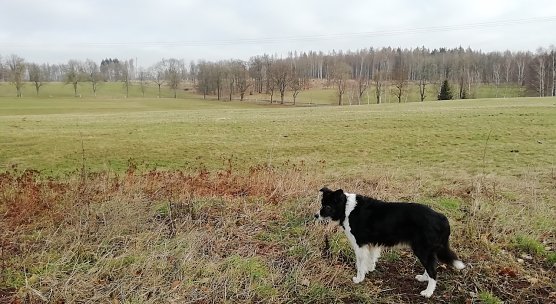 Unser Harzer Wetterhund vermeldet heute 4 Grad plus bei leichter Bew&ouml;lkung und Windstille  (Foto: W.J&ouml;rgens)