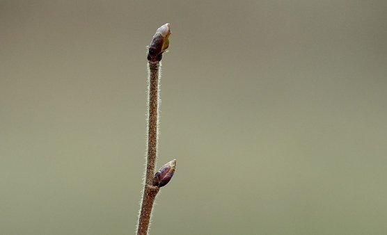 Baumknospen (Foto: Andreas Knoll)