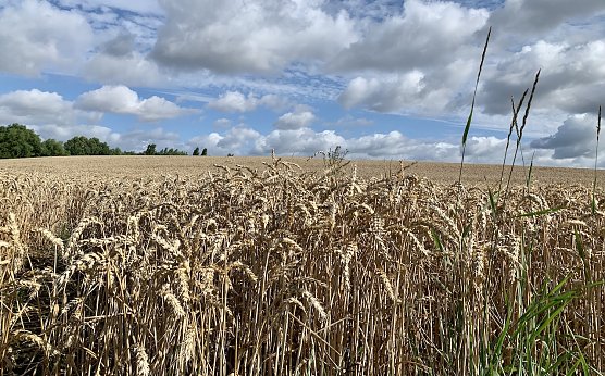 Symbolbild - Agrarfl&auml;che (Foto: Eva Maria Wiegand)