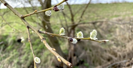 Weiter mild und windig (Foto: oas)