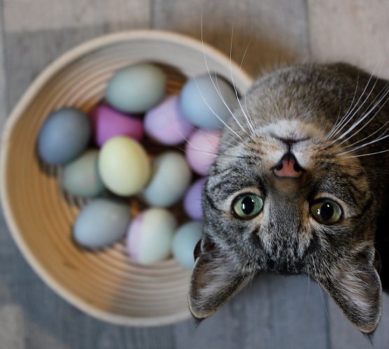 Kater Snoopy (Foto: Emmi Gr&uuml;nwald)