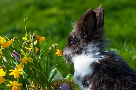 Kleines "Osterkaninchen" (Foto: Celine Scholz)