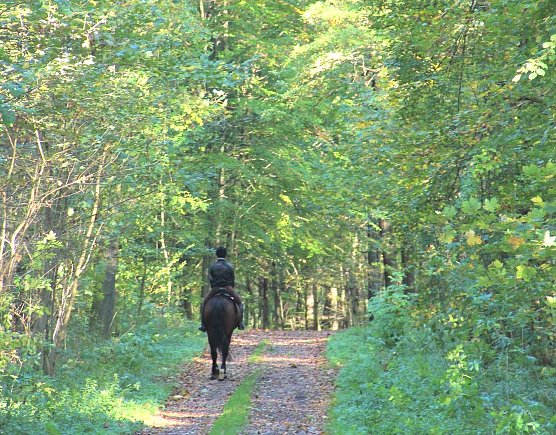 Reiten im Wald ist konfliktfrei und im Einklang mit der Natur, wenn der Reitknigge beachtet wird (Foto: Dr. Horst Spro&szlig;mann)