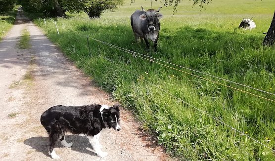 11 Grad, leichter Wind und Sonne wird von den Pfingstochsen und anderen Wetterhelfern heute Morgen aus Sophienhof gemeldet (Foto: W.J&ouml;rgens)