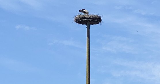 Viel Sonne konnten die St&ouml;rche in diesem Jahr bei der Aufzucht ihrer Jungen geniessen (Foto: oas)