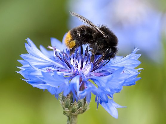 Auch die Steinhummel kann mitgez&auml;hlt werden (Foto: Kathy B&uuml;schen)