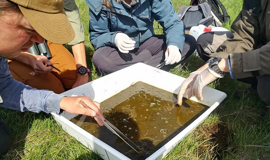 Auf den Weidefl&auml;chen des Nationalparks Hainich wird derzeit die Dungk&auml;ferfauna genau unter die Lupe genommen. (Foto: Nationalpark )