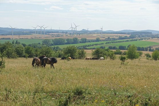 Naturnahe Beweidung mit Exmoor-Pferden und Robust-Rindern auf Offenlandfl&auml;chen im Nationalpark Hainich (Foto: Dr. Alois Kapfer)