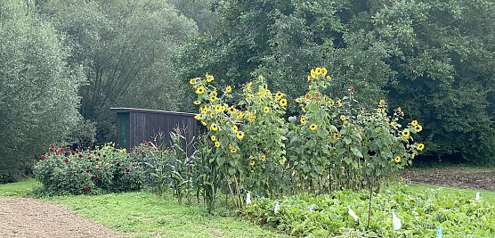 Erleben wir heute und morgen die letzten beiden Sp&auml;tsommertage? (Foto: oas)