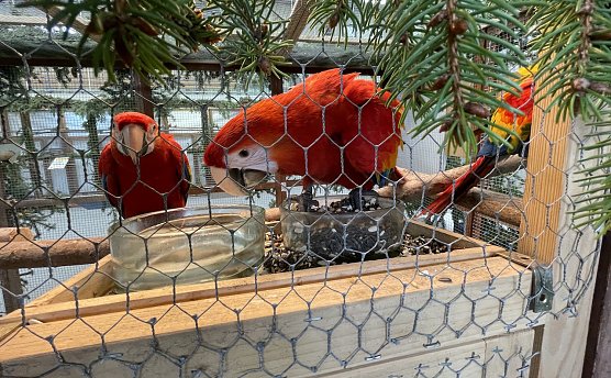 Ziergefl&uuml;gel in Bad Tennstedt (Foto: J.D&ouml;ring)